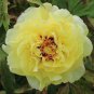5 PCS Seeds High Noon Yellow Tree Peony Flower