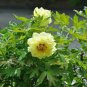 5 PCS Seeds High Noon Yellow Tree Peony Flower