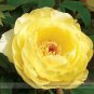 5 PCS Seeds High Noon Yellow Tree Peony Flower