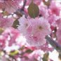 20 PCS Seeds High Quality Cheap Oriental Cherry Sakura