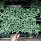 50 PCS Seeds High Temperature Resistant Plants Pilea Notata Bonsai Tree Potted 50 PCS Seeds High Temperature Resistant Plants Pilea Notata Bonsai Tree Potted