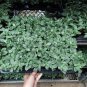 50 PCS Seeds High Temperature Resistant Plants Pilea Notata Bonsai Tree Potted