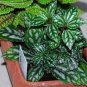 50 PCS Seeds High Temperature Resistant Plants Pilea Notata Bonsai Tree Potted