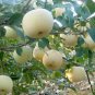 10 PCS Seeds High yield Big White Sweet Apple