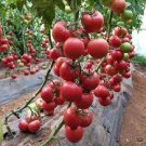 10 PCS Seeds High Yield Tomato Big Pink Red Hybrid