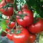 10 PCS Seeds High Yield Tomato Big Pink Red Hybrid
