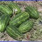 20 PCS Seeds High Yields Legacy Long Red Watermelon