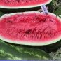 20 PCS Seeds High Yields Legacy Long Red Watermelon