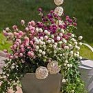 30 PCS Seeds Higro Mix Gomphrena Globe Amaranth Flowers