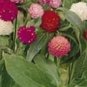 30 PCS Seeds Higro Mix Gomphrena Globe Amaranth Flowers