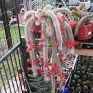 100 PCS Seeds Hildewintera Aureispina Cactus