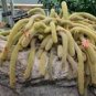 100 PCS Seeds Hildewintera Aureispina Cactus