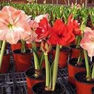 100 PCS Seeds Hippeastrum Bulbs Seeds Bonsai Amaryllis Barbados Lily DIY Home Garden