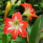 100 PCS Seeds Hippeastrum Bulbs Seeds Bonsai Amaryllis Barbados Lily DIY Home Garden
