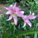100 PCS Seeds Hippeastrum Bulbs Seeed Amaryllis Barbados Lily 100 PCS Seeds Hippeastrum Bulbs Seeed Amaryllis Barbados Lily