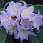 100 PCS Seeds Hippeastrum Bulbs Seeed Amaryllis Barbados Lily