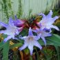100 PCS Seeds Hippeastrum Bulbs Seeed Amaryllis Barbados Lily