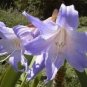 100 PCS Seeds Hippeastrum Bulbs Seeed Amaryllis Barbados Lily