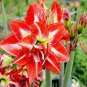 100 PCS Seeds Hippeastrum Seeds Bonsai Amaryllis Barbados Lily