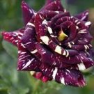 50 PCS Seeds Holland Candy Stripe Rose Bonsai Lover Gift Blue Green Black