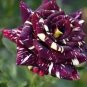 50 PCS Seeds Holland Candy Stripe Rose Bonsai Lover Gift Blue Green Black
