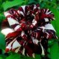 50 PCS Seeds Holland Candy Stripe Rose Bonsai Lover Gift Blue Green Black
