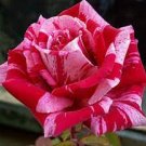50 PCS Seeds Holland Candy Stripe Rose Seeds Bonsai Lover Gift Green White