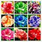 50 PCS Seeds Holland Candy Stripe Rose Seeds Bonsai Lover Gift Green White