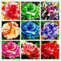 50 PCS Seeds Holland Candy Stripe Rose Seeds Bonsai Lover Gift Green White