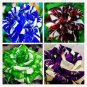 50 PCS Seeds Holland Candy Stripe Rose Seeds Bonsai Lover Gift Green White