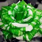 50 PCS Seeds Holland Candy Stripe Rose Seeds Bonsai Lover Gift Green White