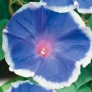 40 PCS Seeds Hollyhock Flowers Dark Blue White 40 PCS Seeds Hollyhock Flowers Dark Blue White