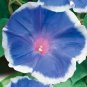 40 PCS Seeds Hollyhock Flowers Dark Blue White