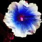 40 PCS Seeds Hollyhock Flowers Dark Blue White