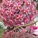 100 PCS Seeds Home Bonsai Garden Rare Hoya Orchid Hoya Carnosa Plant Orchid Flower Flores