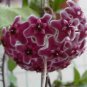 100 PCS Seeds Home Bonsai Garden Rare Hoya Orchid Hoya Carnosa Plant Orchid Flower Flores