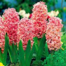 100 PCS Seeds Home Garden Decoration Plant 100 PCS Seeds Home Garden Decoration Plant
