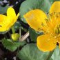 100 PCS Seeds Home Garden Decoration Plant