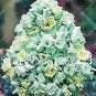200 PCS Seeds Home Garden Plants Outdoor Perennial Phlox Bonsai,Planting Phlox Flower Plant