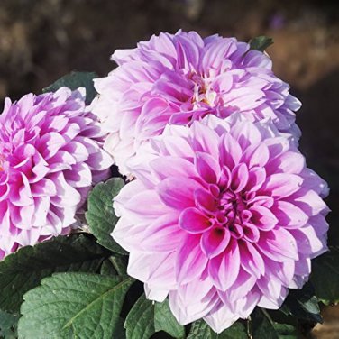 20 PCS Seeds Honey Dahlia Pinnata Flower