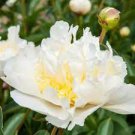 5 PCS Seeds Honey Gold White Peony Plant Flowers