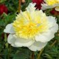 5 PCS Seeds Honey Gold White Peony Plant Flowers