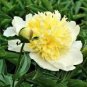 5 PCS Seeds Honey Gold White Peony Plant Flowers