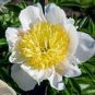 5 PCS Seeds Honey Gold White Peony Plant Flowers