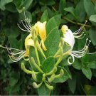 100 PCS Seeds Honeysuckle Vine Plant