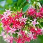 100 PCS Seeds Honeysuckle Vine Plant