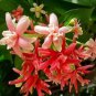 100 PCS Seeds Honeysuckle Vine Plant