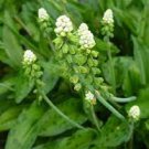 100 PCS Seeds Honeysuckle Vine Plant Naturally Grown Rare Flower Flores Bonsai