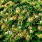 100 PCS Seeds Honeysuckle Vine Plant Naturally Grown Rare Flower Flores Bonsai