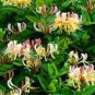 100 PCS Seeds Honeysuckle Vine Plant Naturally Grown Rare Flower Flores Bonsai